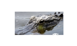Everglades National Park