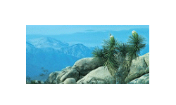 Joshua Tree National Park