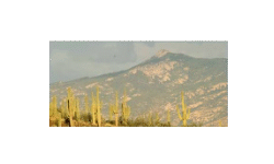 Saguaro National Park